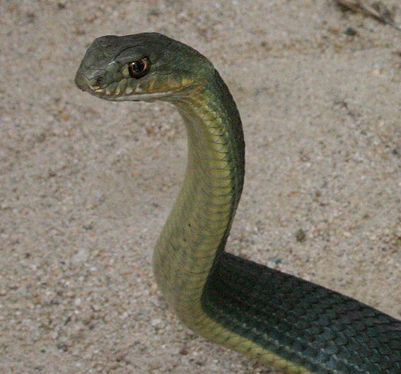 Malpolon  monspessulanus.jpg